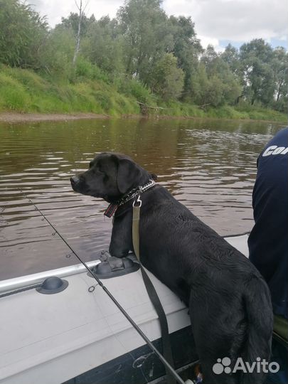 Щенки лабрадора