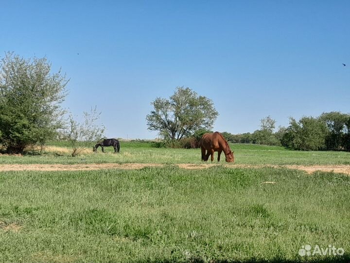 Постой лошадей