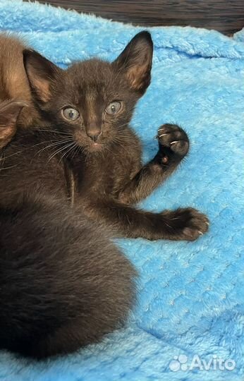 Котята петерболд