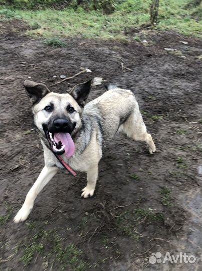 Собака в добрые руки