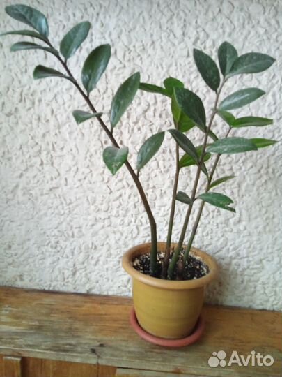 Замиокулькас