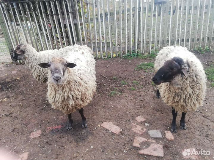 Коза, бараны