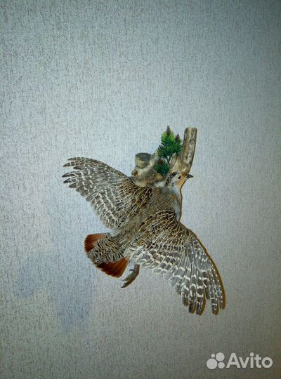 Чучело куропатки