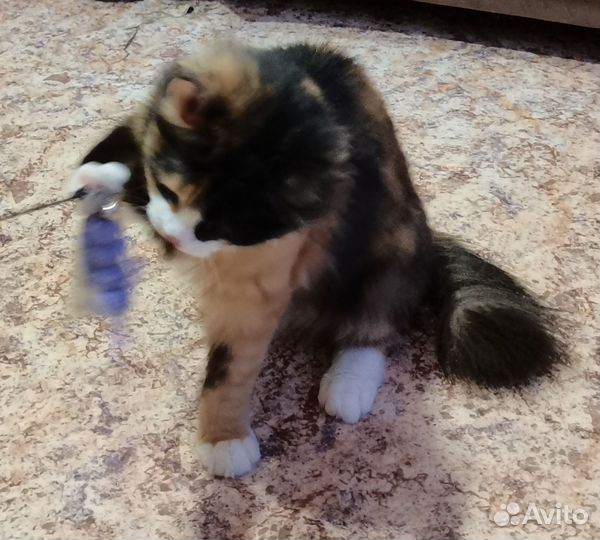 Кошка