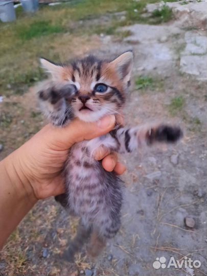 Котята в добрые руки приучены к лотку