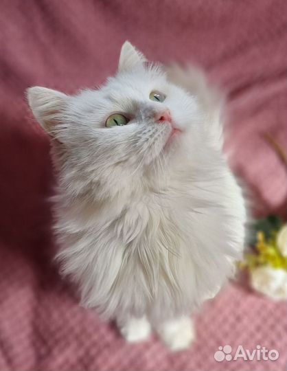 Белая ангорская кошка