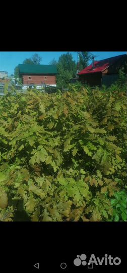 Дуб черешчатый