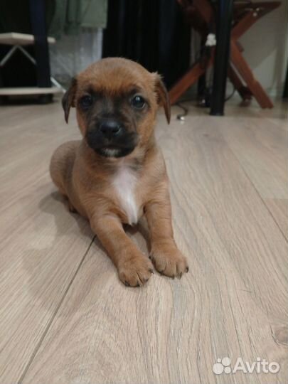 Маленькие собачки щенята