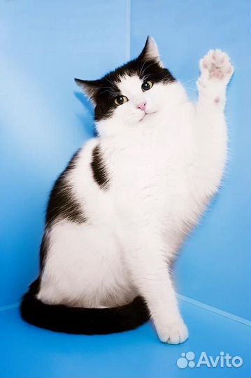 Йохан. Красив. Умен. Брутален