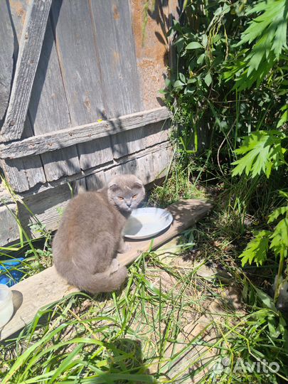 Кошки в добрые руки бесплатно