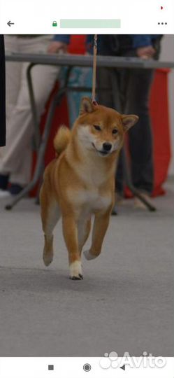 Продажа щенков и собак