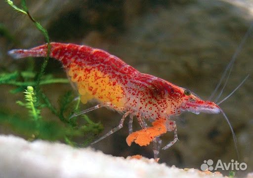 Аквариумные креветки