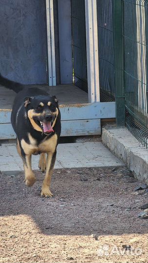 Добрая собака из приюта в добрые руки