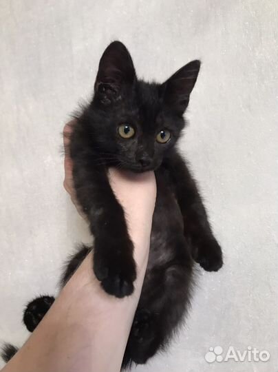 Котенок черный