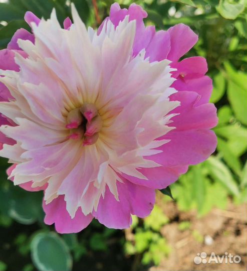 Пионы саженцы