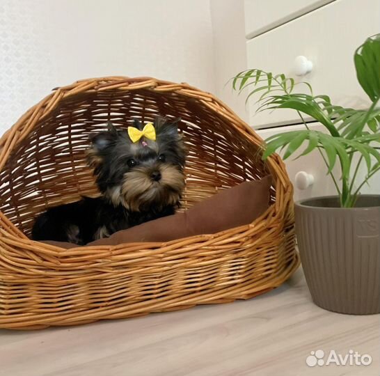 Йоркширский терьер