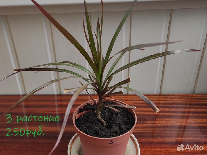 Домашняя пальма Драцена Маргината Биколор