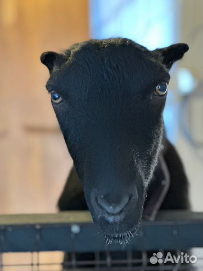 Козы ламанча