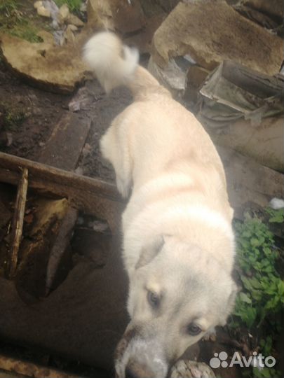 Кавказец, девочка