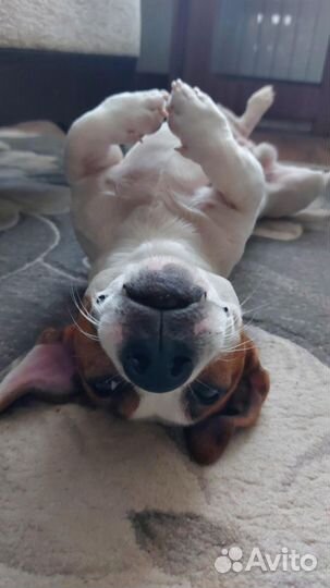 Вязка кобеля Джек Рассел терьера