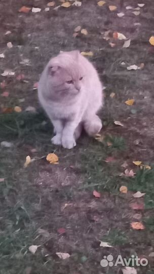 Кот