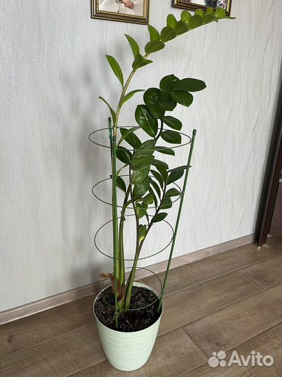 Замиокулькас