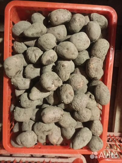 Сортовой семенной картофель