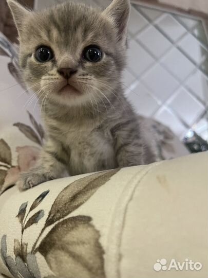 Британская кошка