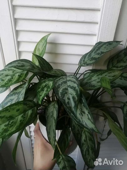 Алоказии,Маранта лемон лайм,Аглаонема