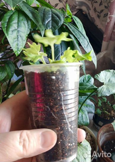 Пеларгония