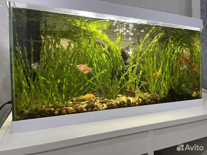 Водоросли для аквариума