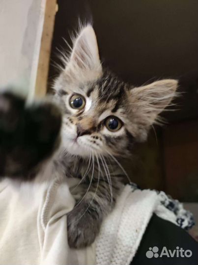 Метис Мейн-куна и Невской маскарадной кошки