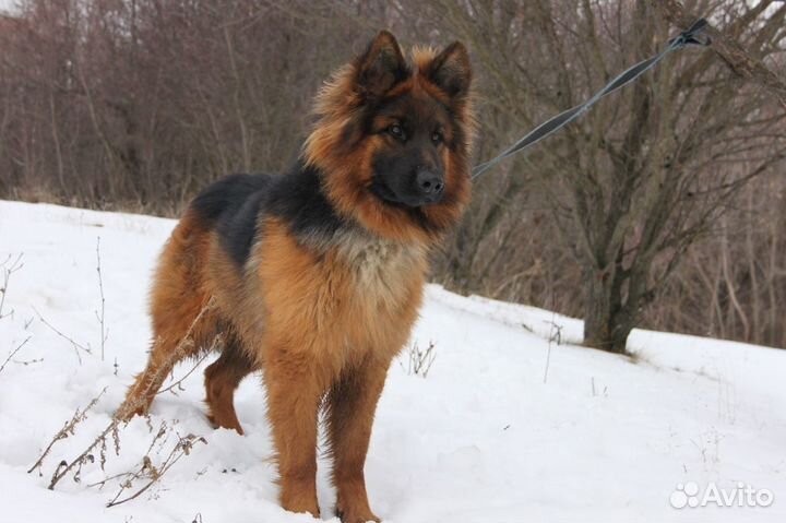 Кобель для вязки