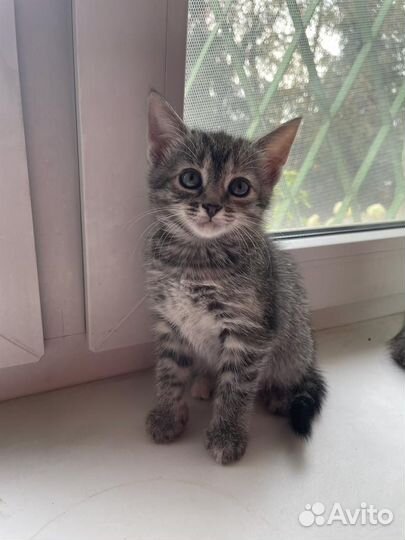 Котомалышка Лизонька