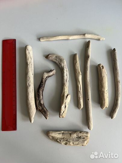 Дрифтвуд коряги с берега моря