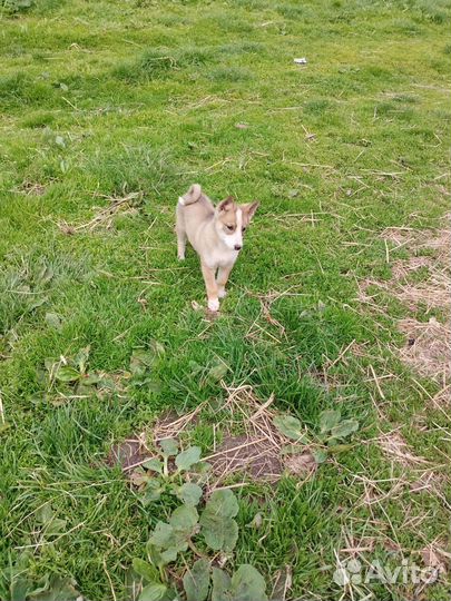 Щенки лайки