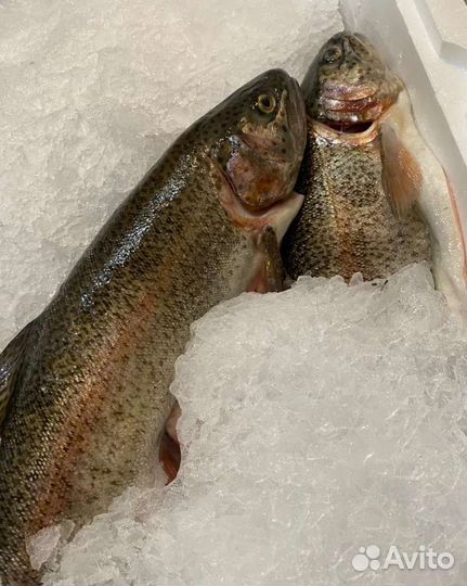 Рыба из Армении Сиг холодного копчения И вяленый