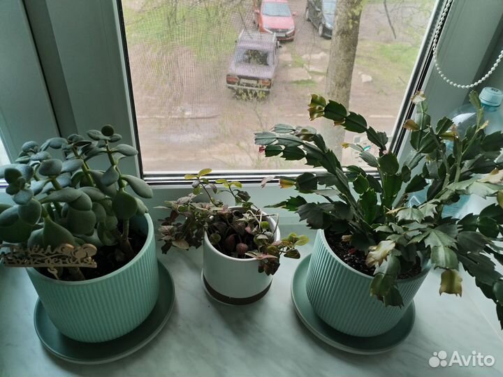 Комнатные растения цветы