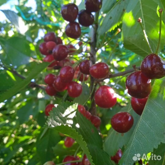 Саженцы черешни, вишни и вишнечерешневые гибриды