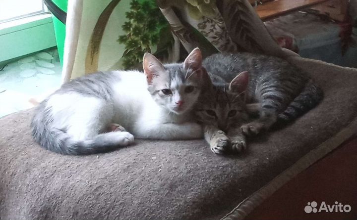 Котята в добрые руки 3 мес