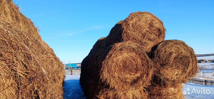 Сено люцерны в рулонах