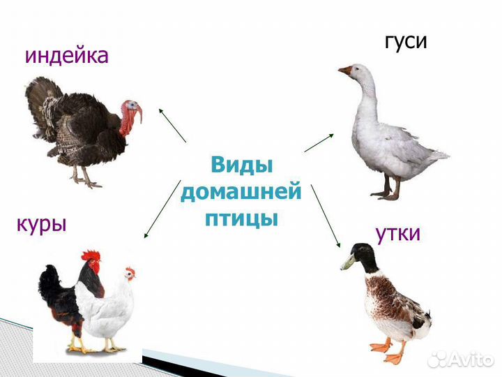 Бройлер, индейка, утка, гусь