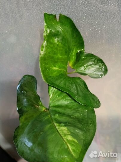 Сингониум Рассаме наг вариегатный