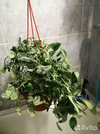 Стендаптус