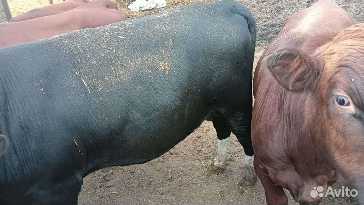 Бычки и быки