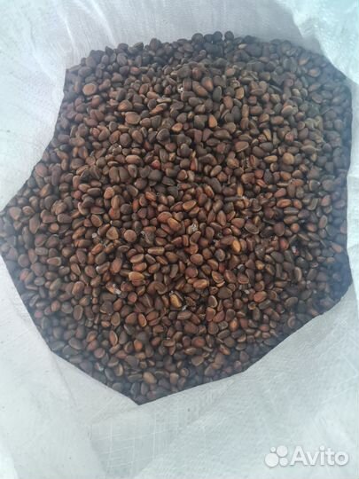 Орех кедровый