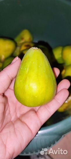 Варенье из инжира, сорт белый королевский