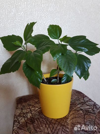 Гибискус китайская роза