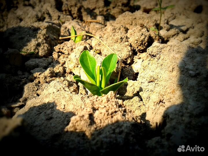 Земля сеянная