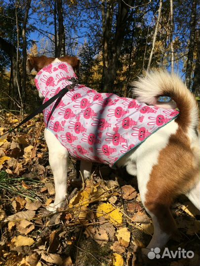 Одежда для собак